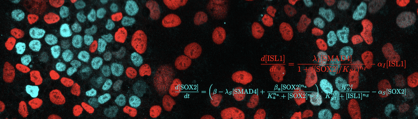 A Quantitative Approach to Stem Cell Differentiation