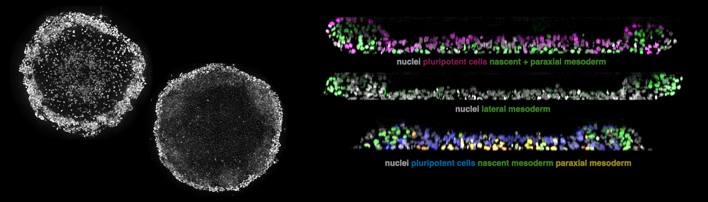 Investigating Human Mesoderm Development In Vitro